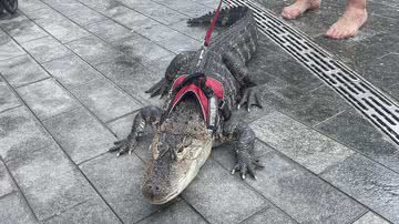 Reprodução/Twitter @sivalingamhalle