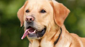 Reprodução/Pixabay