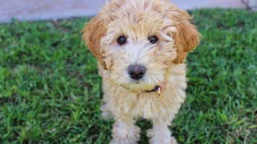 Foto Ilustrativa/Pixabay @joshborup-5103444