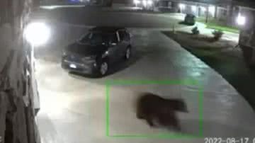 Reprodução/Youtube/FOX31 Denver