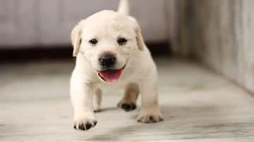 Foto Ilustrativa/Pixabay @gynlime-13077182