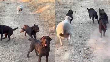 Reprodução/Redes Sociais