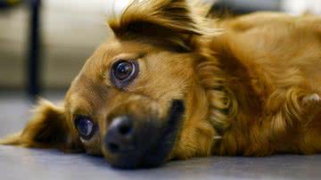 Imagem Ilustrativa/Pixabay