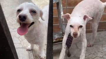 Reprodução/TikTok @vanderleimrt