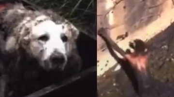 Reprodução/Vídeo/RedesSociais