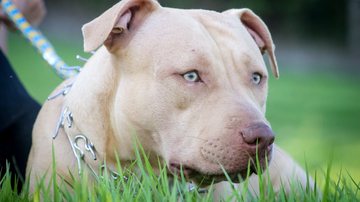 Foto Ilustrativa/Pexels