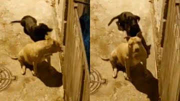 Reprodução/TikTok @dhullymspitbull