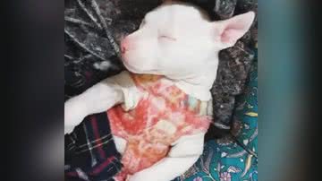 Reprodução/TikTok @pit_tequila