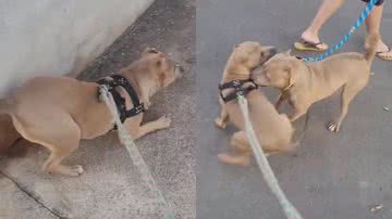 Reprodução/TikTok @samirapitmonster