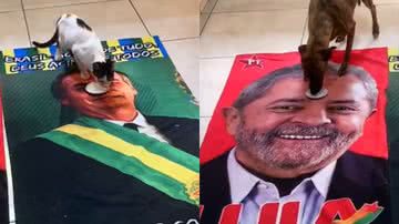 Reprodução/TikTok @eusoukami