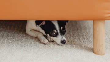 Foto Ilustrativa/Pexels