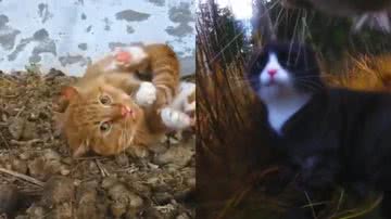 Imagem Tutor coloca câmera em gato e descobre comportamento terrível do felino na vizinhança; assista