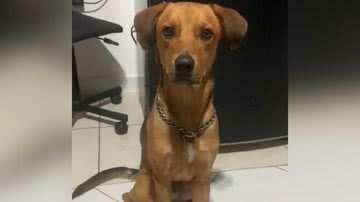 Reprodução/TikTok @jeanbanido