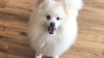 Reprodução/TikTok @oursinhothor