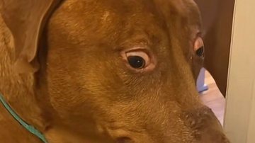 Reprodução// TikTok @bellebows4117