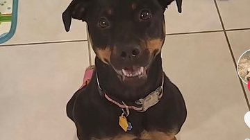 Reprodução// TikTok @kahluasadventure