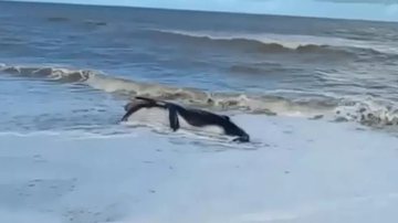 Reprodução / TV Santa Cruz