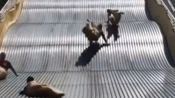 Foto: Reprodução / Redes Sociais