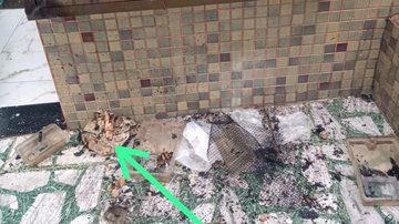 Reprodução / Instagram / @nordestesou