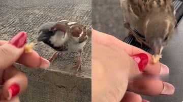 Reprodução/TikTok @stepmaiaa2