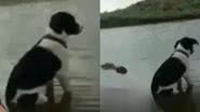 Reprodução/TikTok @biomesquita
