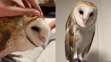 Reprodução/TikTok @khali_corujinha