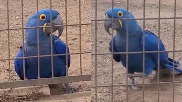 Reprodução/TikTok @lu_nemeusei