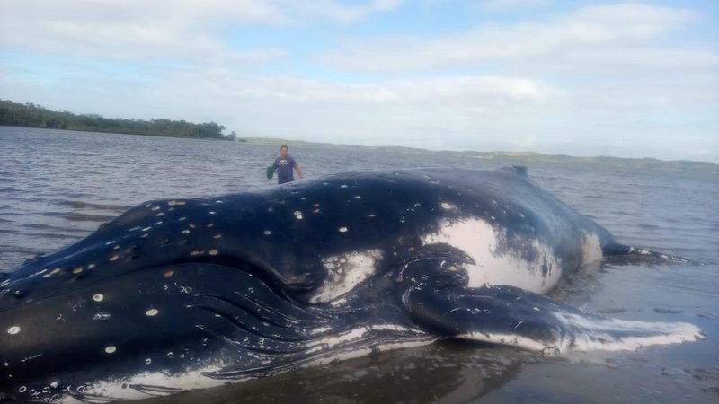 Imagem Baleia gigante aparece morta em praia famosa da Bahia