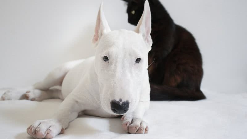 Jogos Do Cão De Bull Terrier Do Inglês Com Uma Bola Imagem de