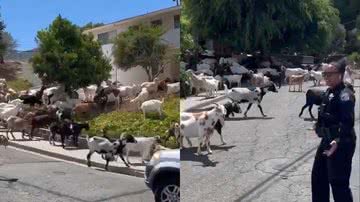 Reprodução/Facebook/Pinole Police Department