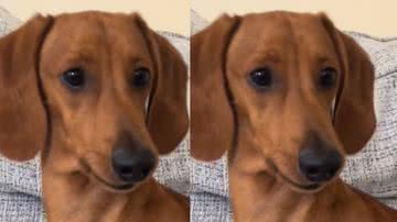 Reprodução / TikTok