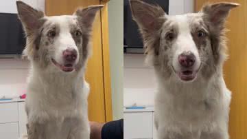 Reprodução/TikTok @andrezafreiress