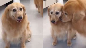 Reprodução/Twitter @twperritos