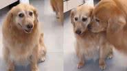 Reprodução/Twitter @twperritos