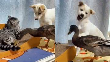 Reprodução/TikTok @catdoglov