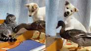 Reprodução/TikTok @catdoglov