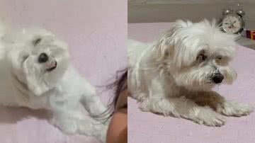 Imagem Cachorro fica humilhado após passar dia com pai de tutora; assista