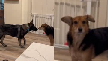 Reprodução / TikTok