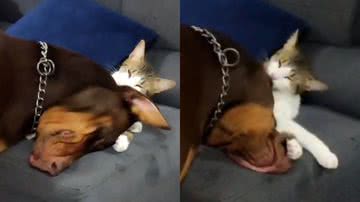 Reprodução / TikTok