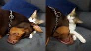Reprodução / TikTok