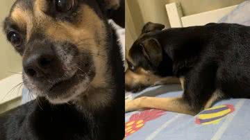 Reprodução/TikTok @fallcaoo