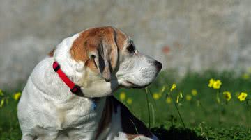 Valter Cirillo por Pixabay