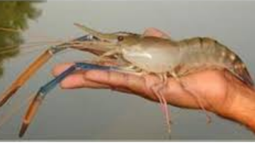 Reprodução / Mídias sociais