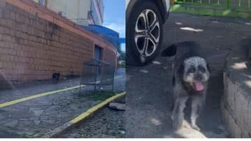 Reprodução// TikTok @nirochat