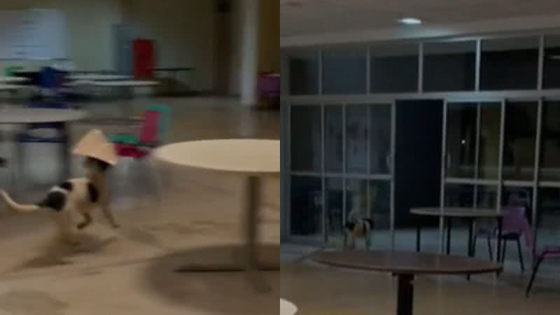 Reprodução// TikTok @natanaeljnior