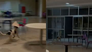 Reprodução// TikTok @natanaeljnior