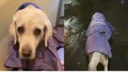 Reprodução// TikTok @diariodeumadogwalker