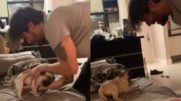 Reprodução//TikTok @dolores_thepug