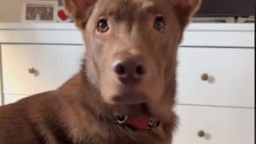 Reprodução//TikTok @catiorobrian