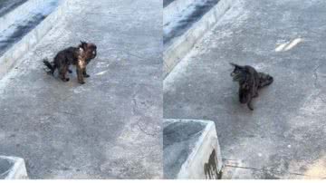 Reprodução// TikTok @gabsbardelotto